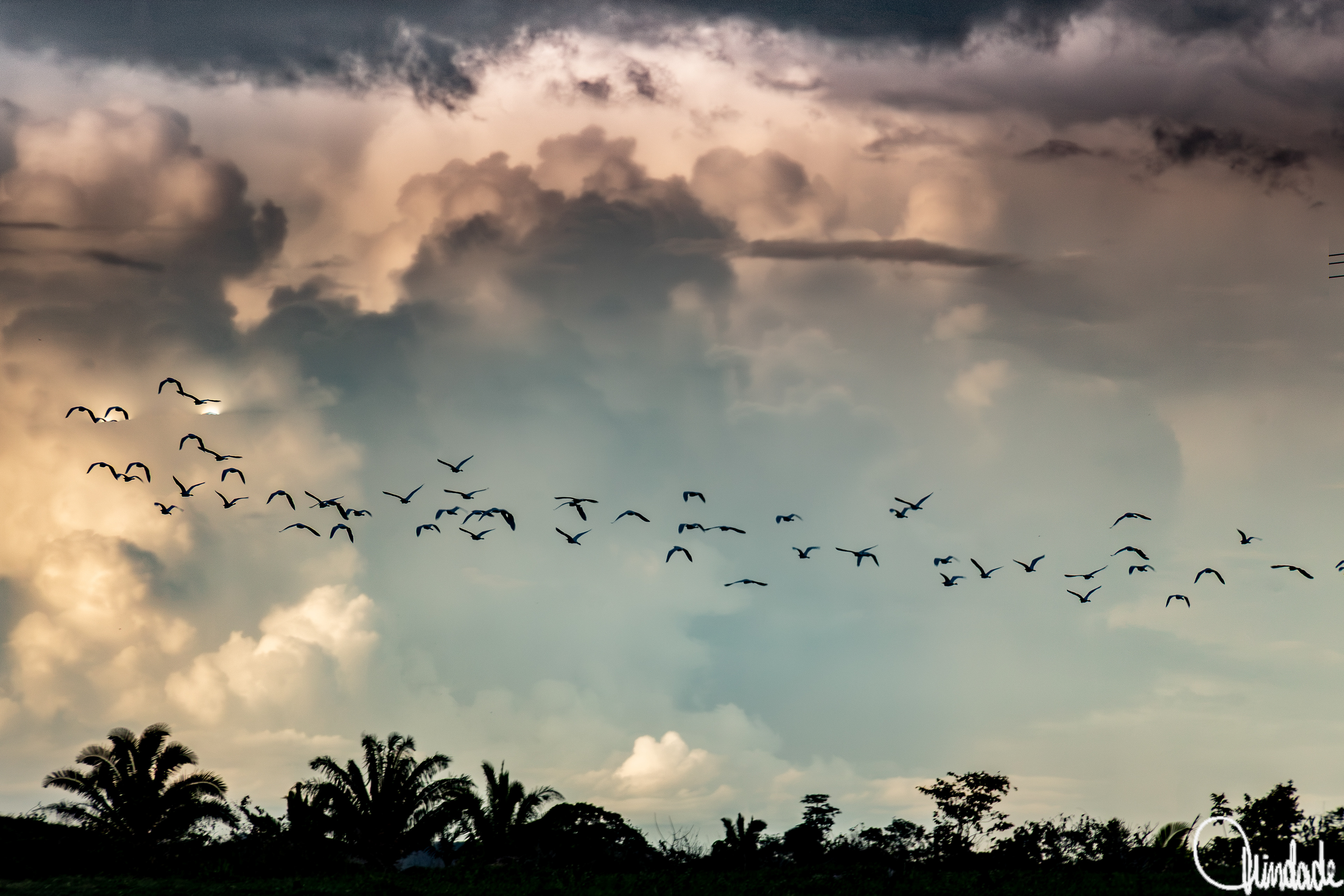 Revoada de pássaros atravessa o céu carregado diante do prenúncio de tempestade equatorial em Rondônia, contrastando silhuetas tropicais com nuvens dramáticas.