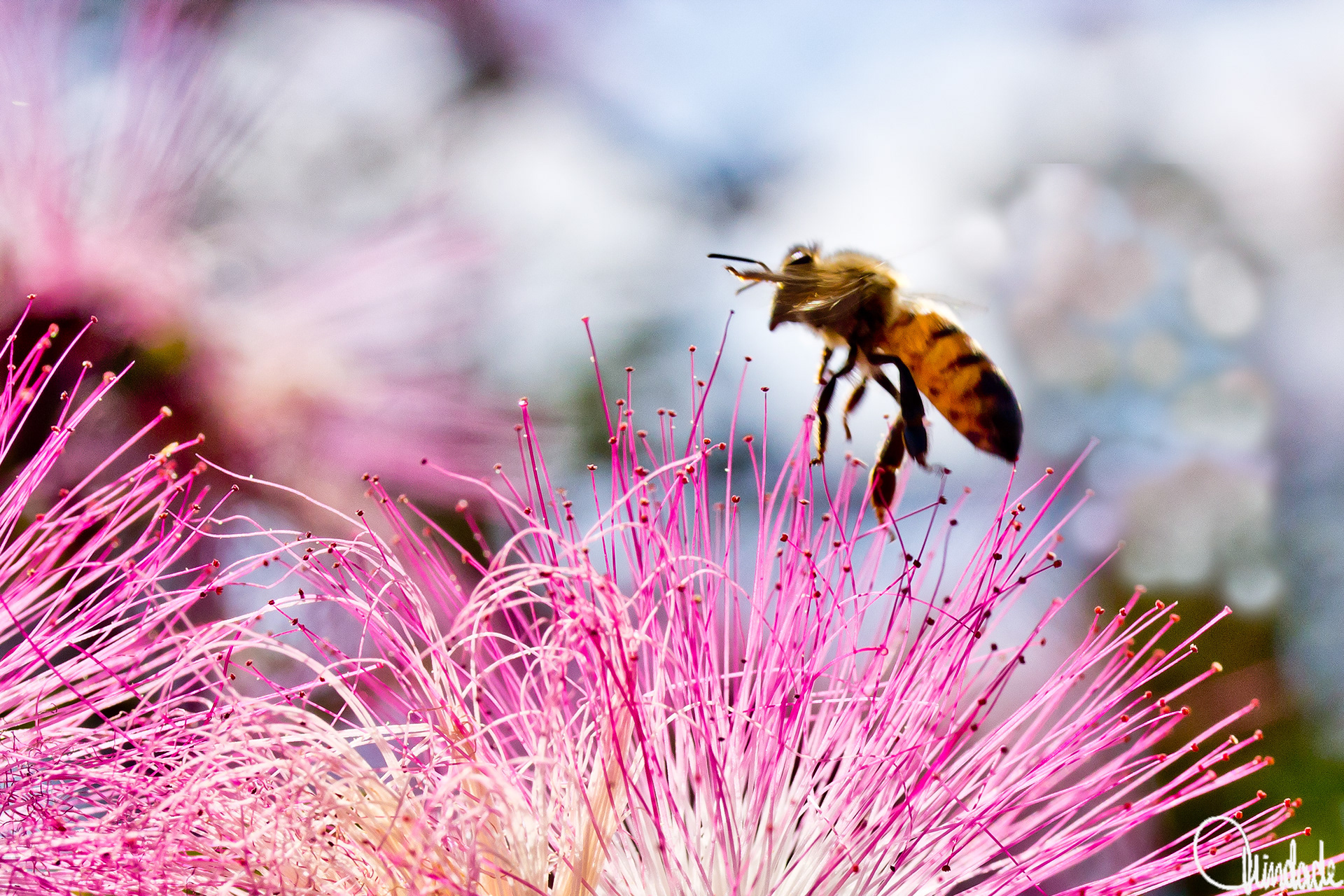 Abelha africanizada pairando sobre flor rosa com longos filamentos na região da Pedra de Itaúna, Rio de Janeiro. O fundo desfocado em tons suaves destaca o inseto e a flor, capturando o momento da polinização.