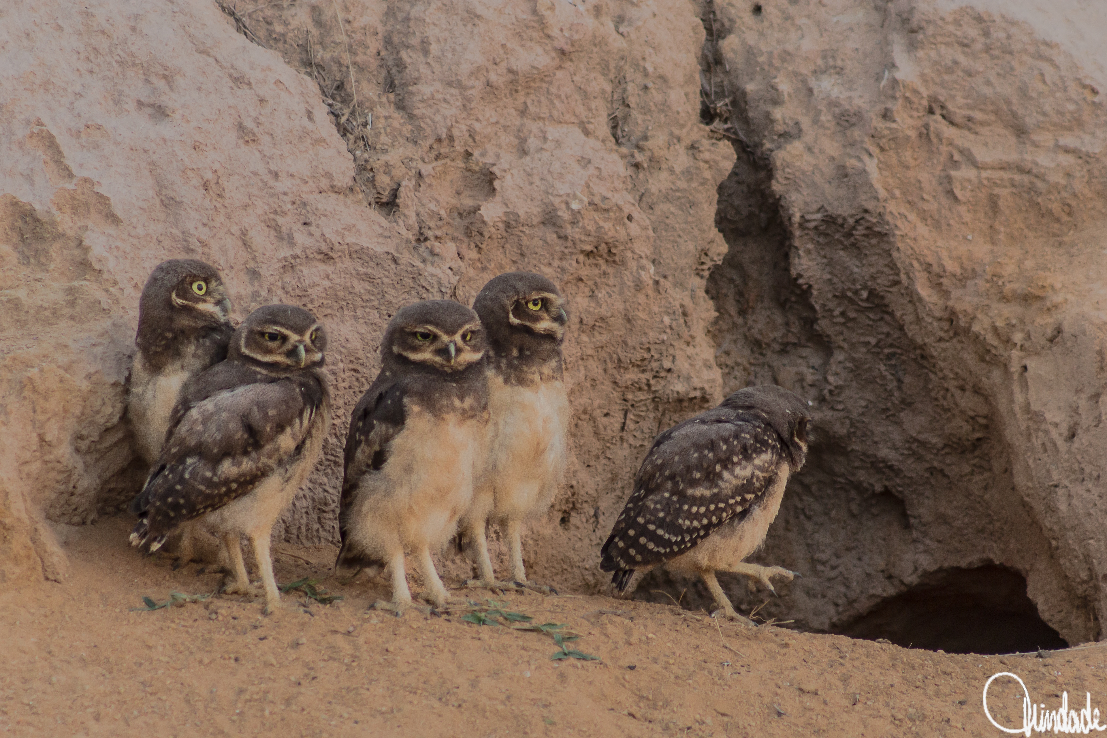 Grupo de cinco corujas-buraqueiras sobre solo arenoso próximo a um buraco no barranco do Rio Jaci Paraná, Porto Velho, RO. As aves de plumagem castanha com manchas claras aparecem lado a lado, em atitude vigilante no seu habitat natural.