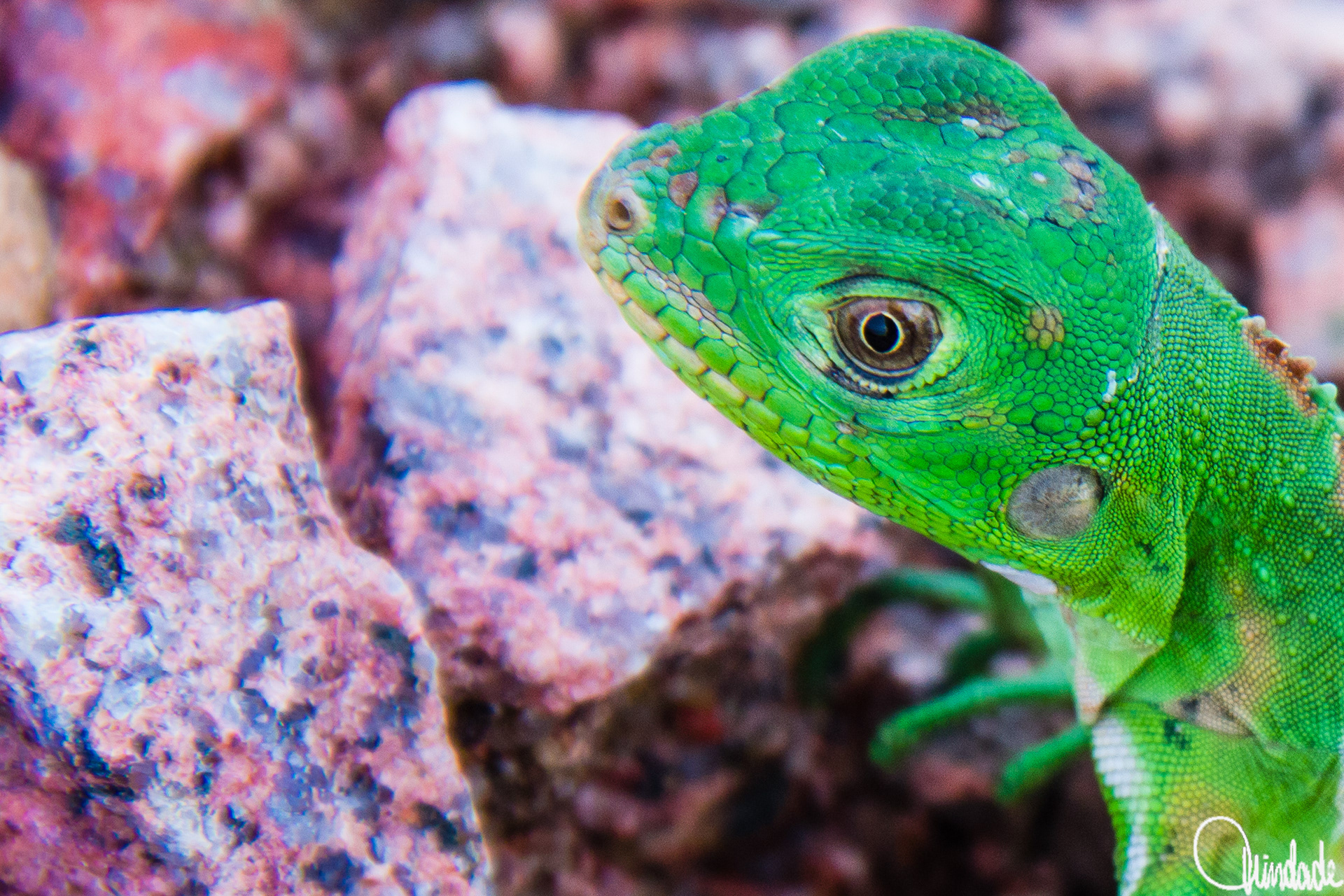 Filhote de iguana verde descansando sobre rochas de tons avermelhados na UHE Jirau, Porto Velho, RO. Os detalhes das escamas e o olhar atento do animal contrastam com o fundo áspero das pedras, destacando sua camuflagem natural.