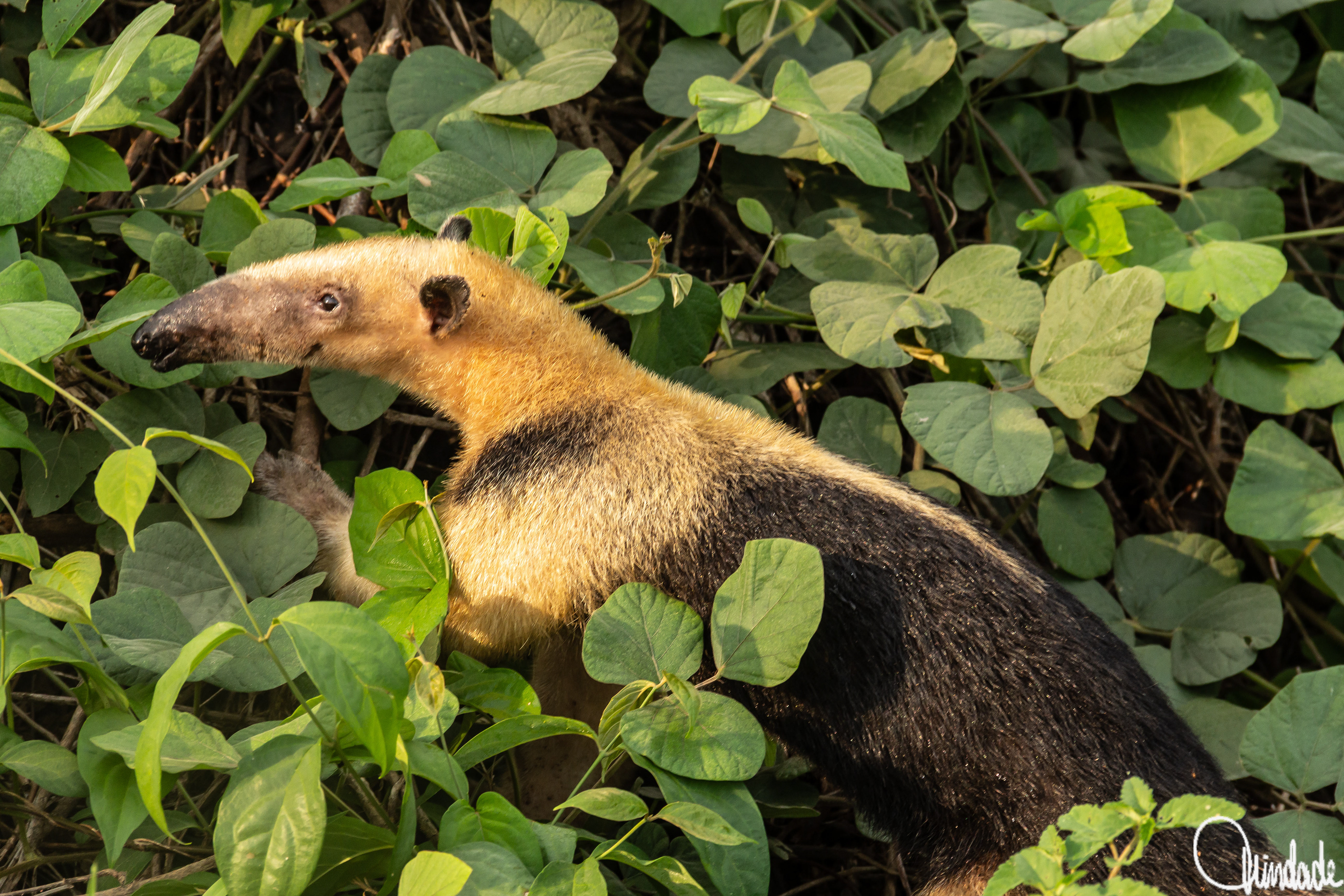 Tamanduá-mirim de pelagem amarela clara com faixa preta nas costas, caminhando entre folhas verdes largas em ambiente tropical, com focinho alongado e orelhas pequenas visíveis.