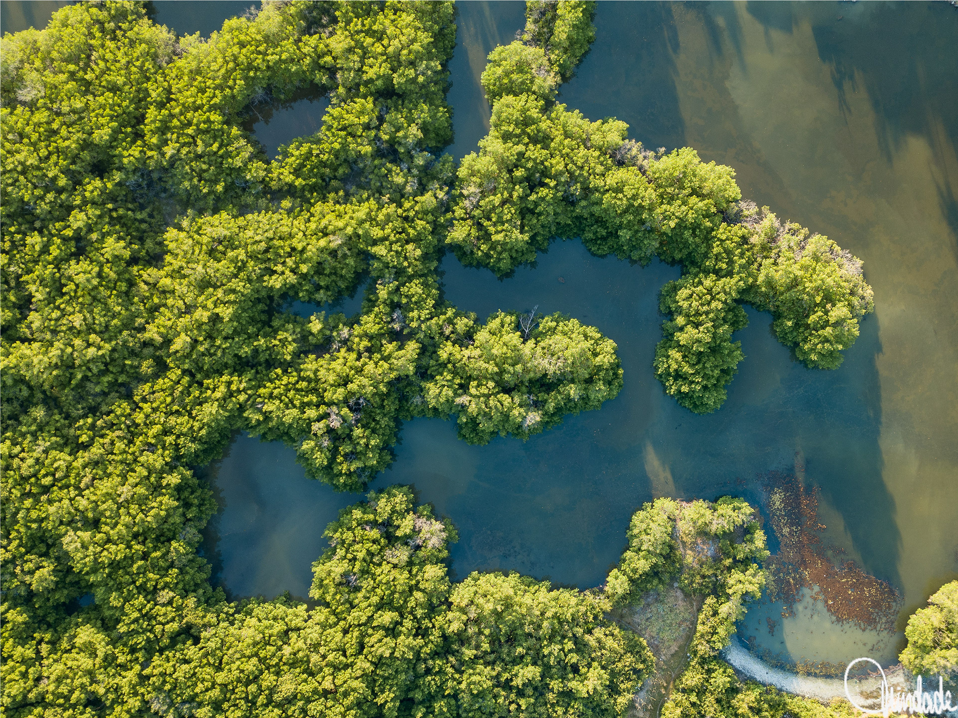Vista aérea de manguezal com vegetação verde densa formando padrões orgânicos. Canais sinuosos de água separam os agrupamentos de árvores, criando desenho abstrato e intrincado visto de cima.