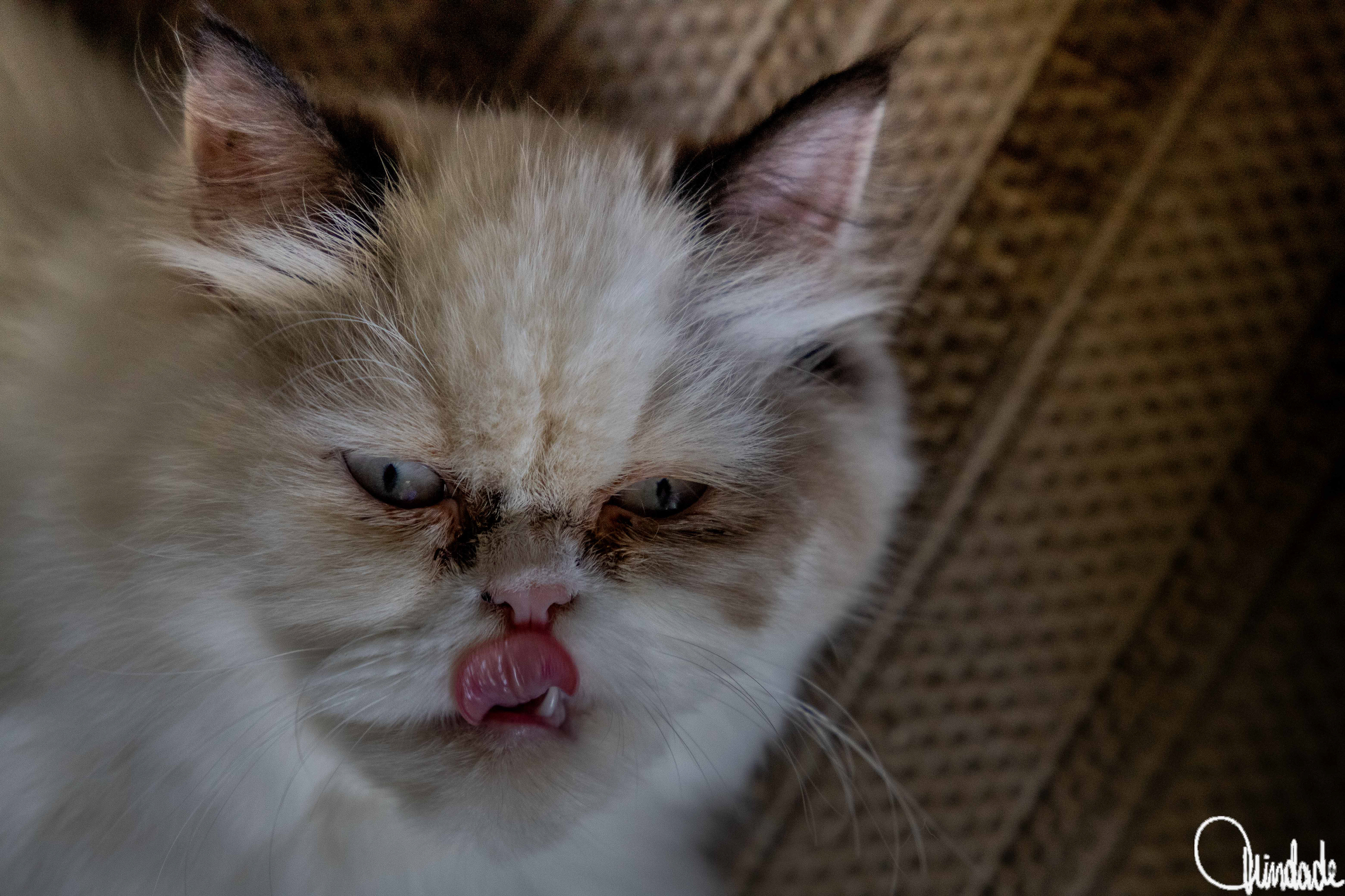 Gata persa de pelagem clara com marcações escuras no rosto, língua para fora em expressão divertida. Fundo neutro destaca os detalhes da pelagem e a personalidade da felina.