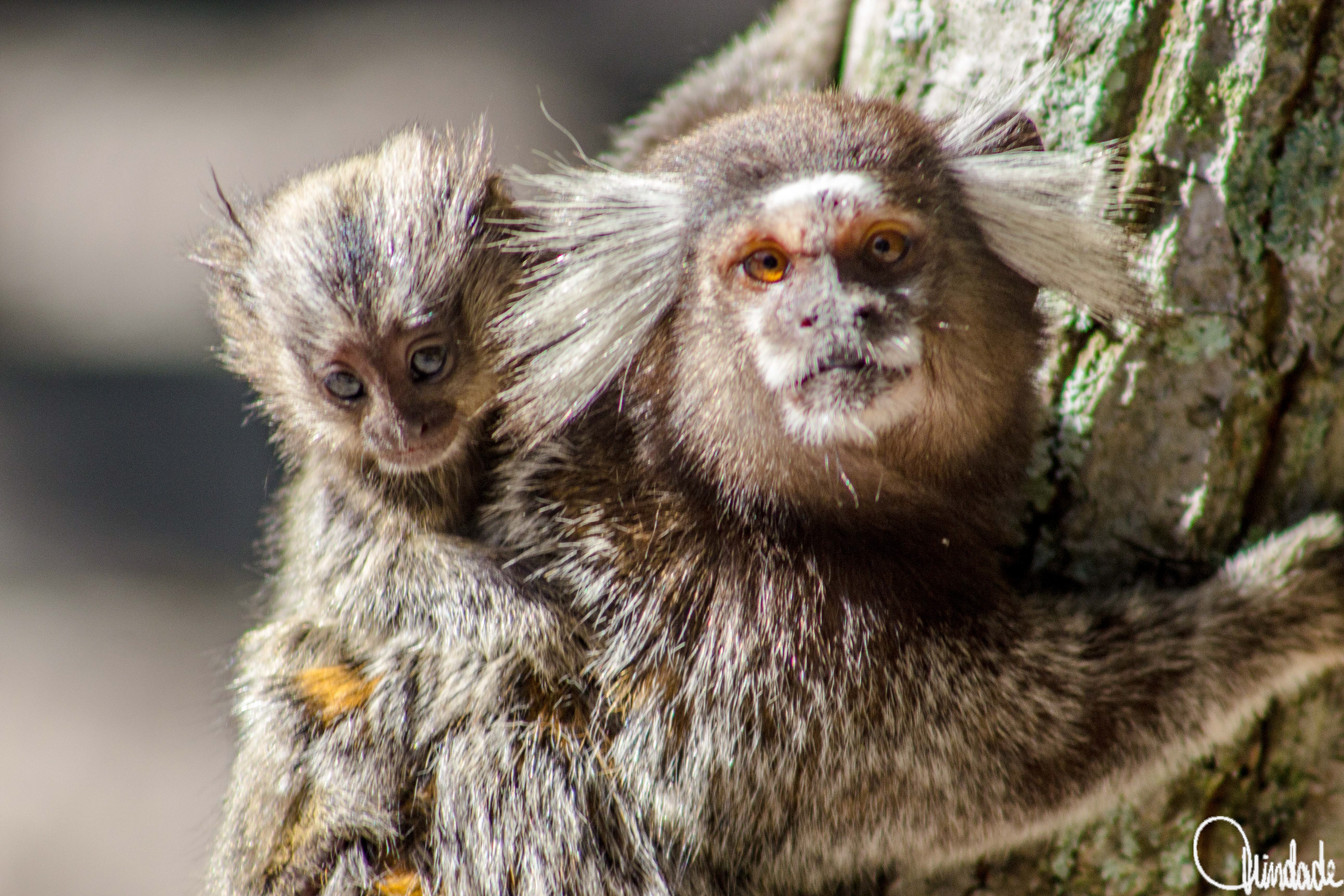 Sagui adulto com tufo branco nas orelhas agarrado a um tronco, carregando filhote nas costas, no Parque Municipal do Marapendi, Rio de Janeiro. O fundo desfocado destaca os detalhes da pelagem e da textura da árvore, enfatizando a relação entre mãe e cria.