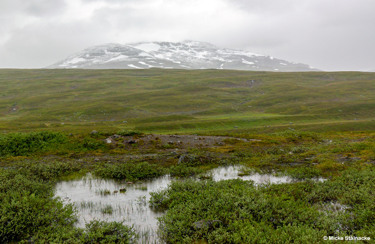 Fyra grader, storm och regn längs Vildmarksvägen, Jämtland.