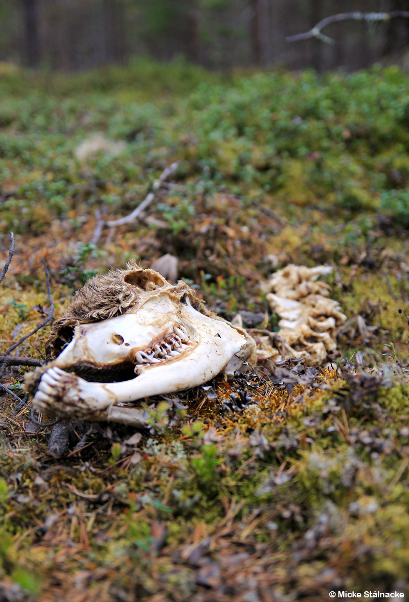 Paittasluspa (2014).