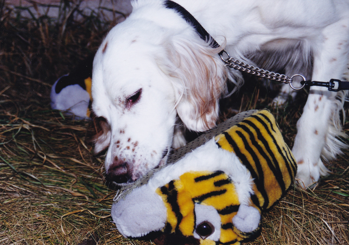 Familjen Törmäs hund med de kidnappade tigertofflorna, hösten 2003. Foto: Birgitta Isacsson.