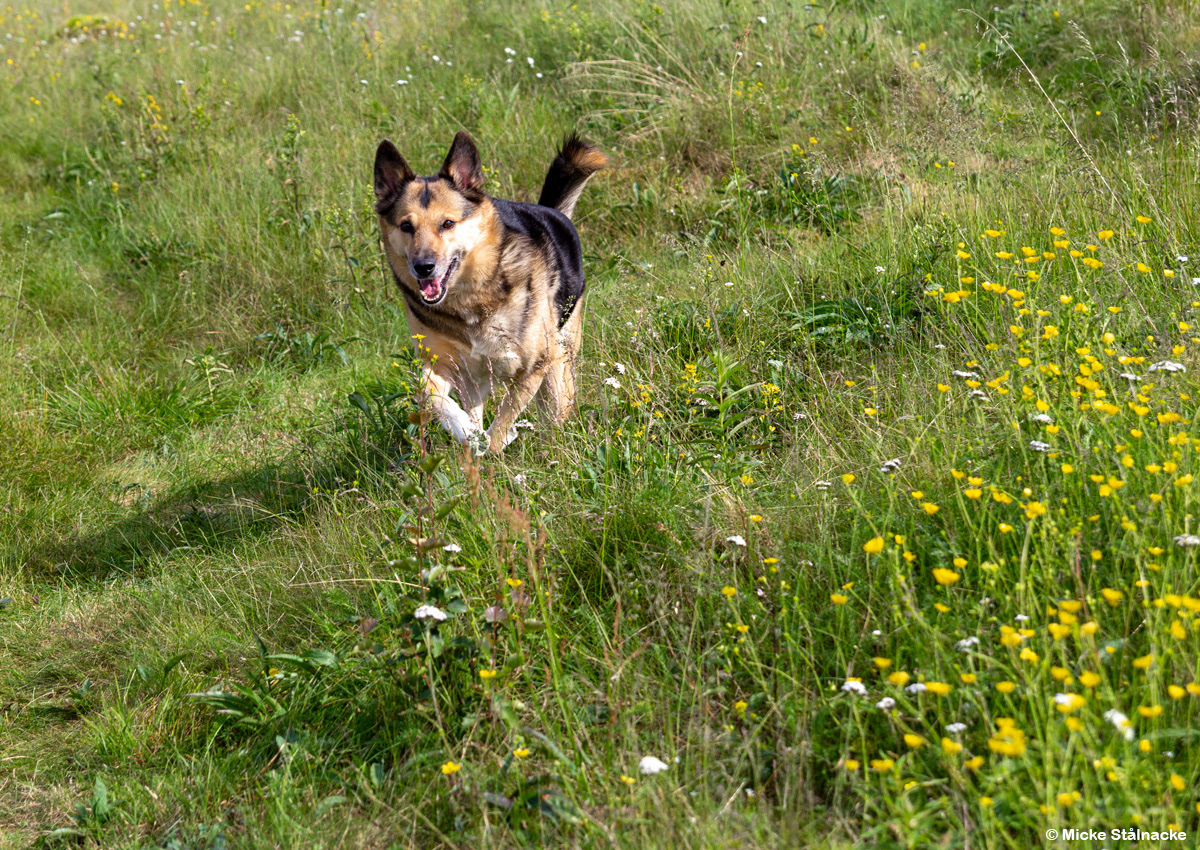 På språng i Paittasluspa, juli 2013.