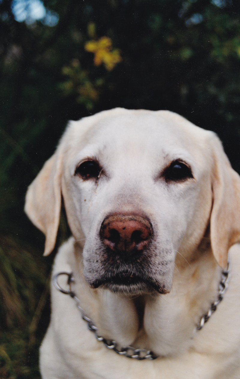 Ronja, fotograferad för novell i Kiruna Tidningen, hösten 2002. Foto: Birgitta Isacsson.