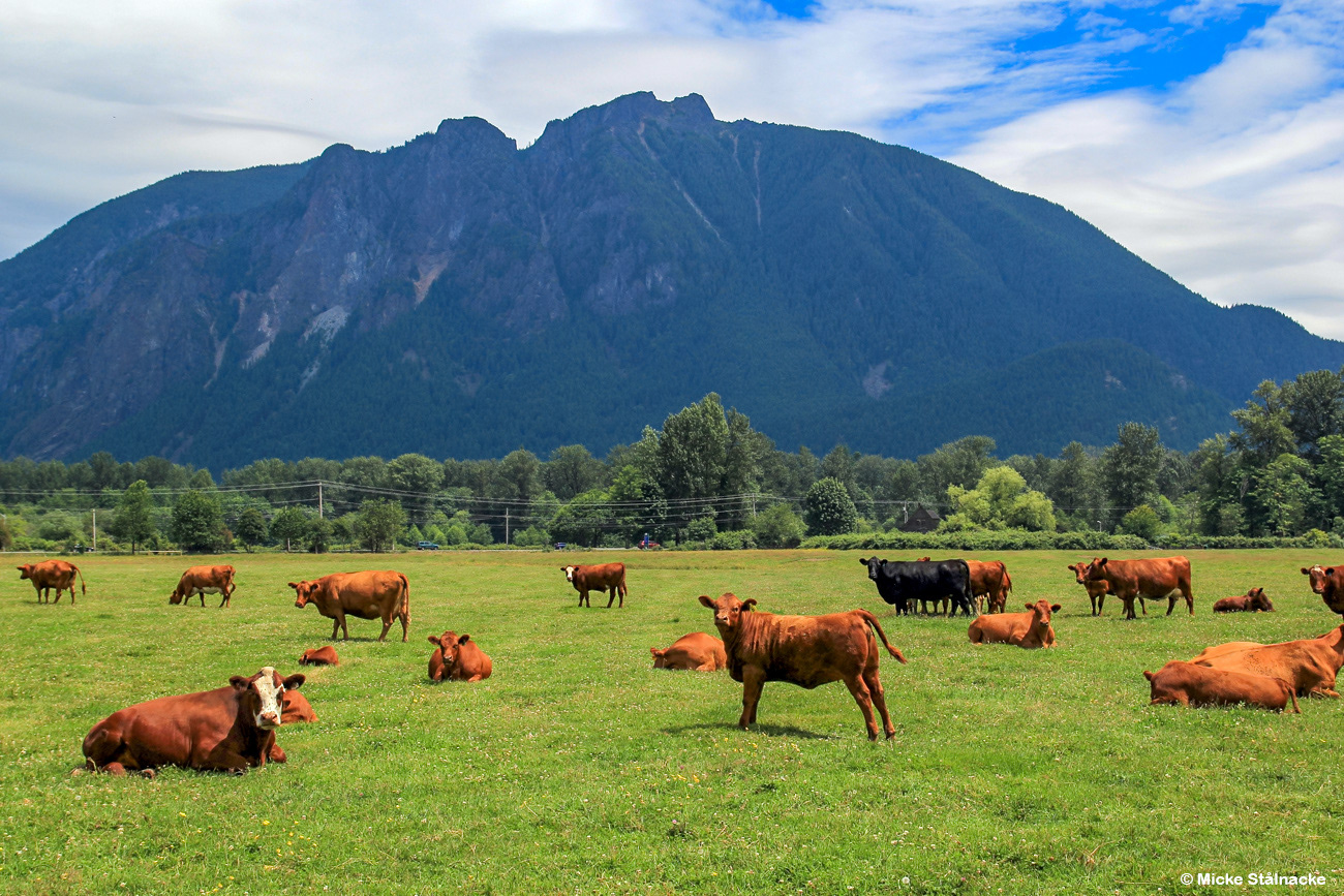 Mellan North Bend och Snoqualmie med Mt Si i bakgrunden, Washington State, USA.