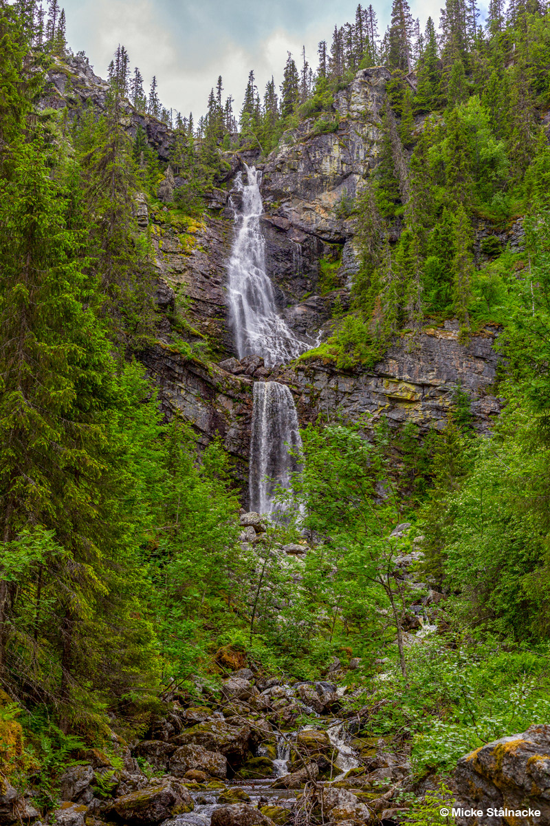 Fettjeåfallet i Jämtland (2025).