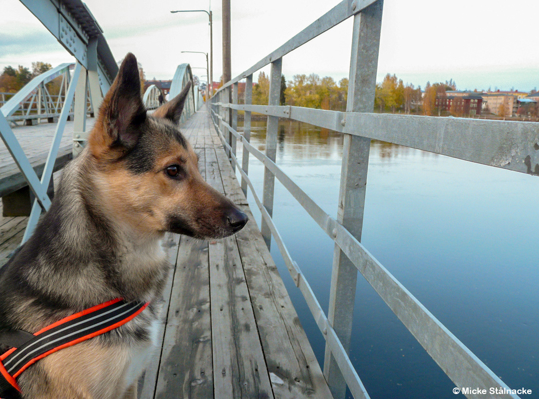 Umeå, oktober 2008.