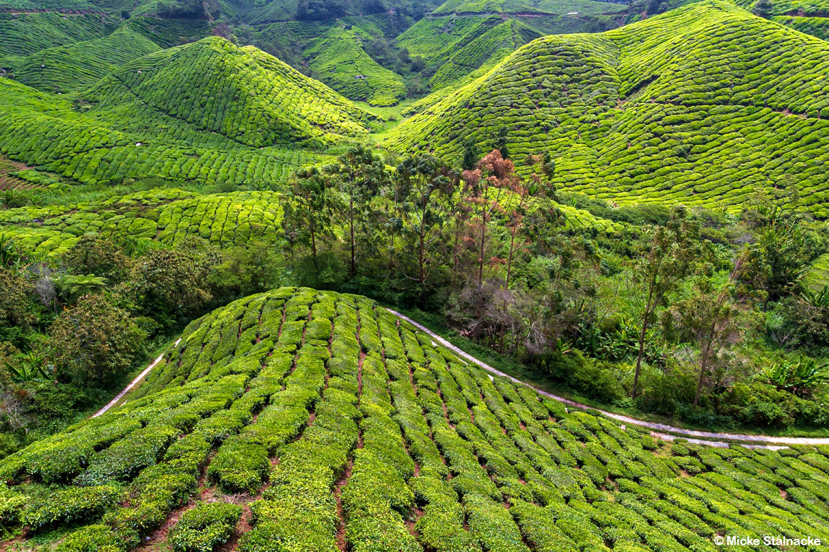 Boh Tea Plantation, Cameron Highlands, Malaysia.