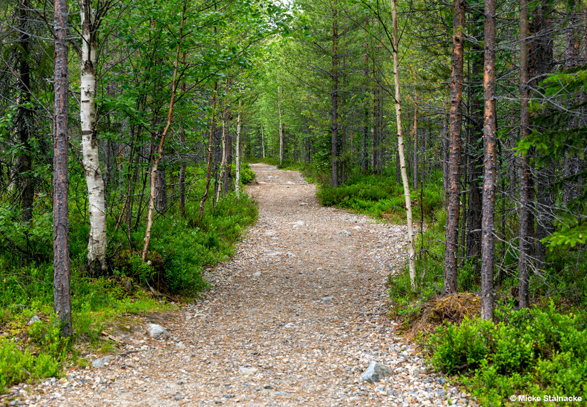 Vandring till Fettjeåfallet (2025).