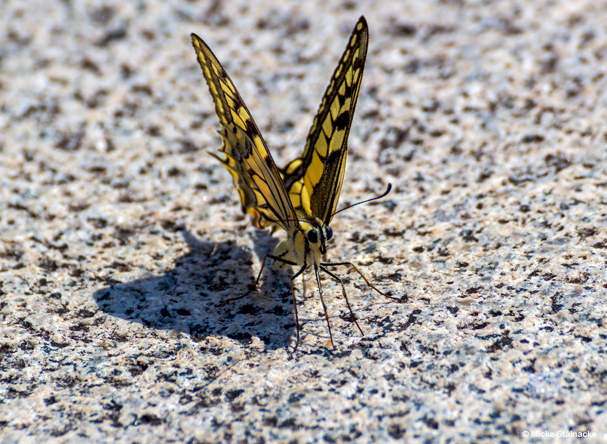 Plovdiv, Bulgarien (2015).