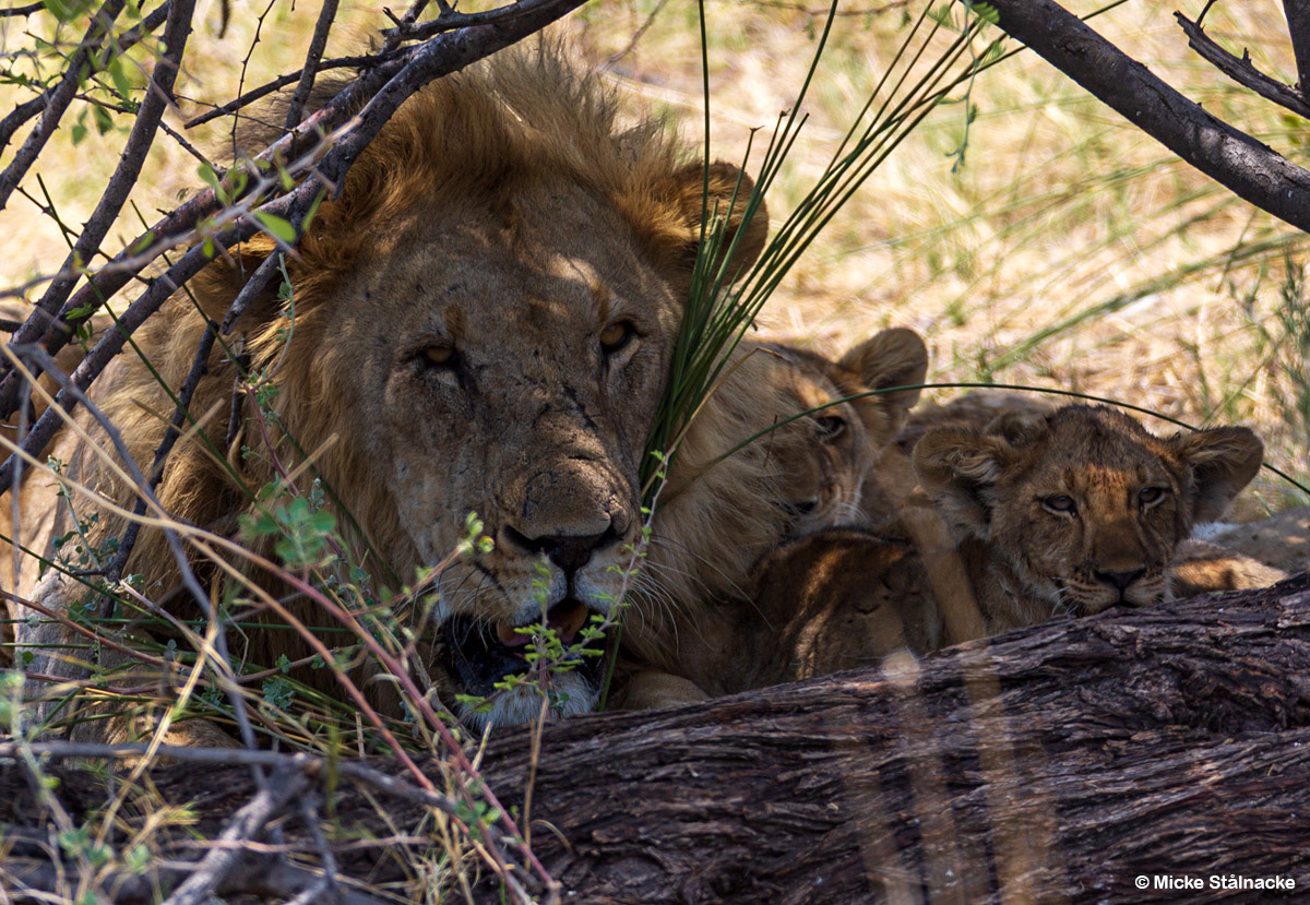 Etosha National Park, Namibia (2018).