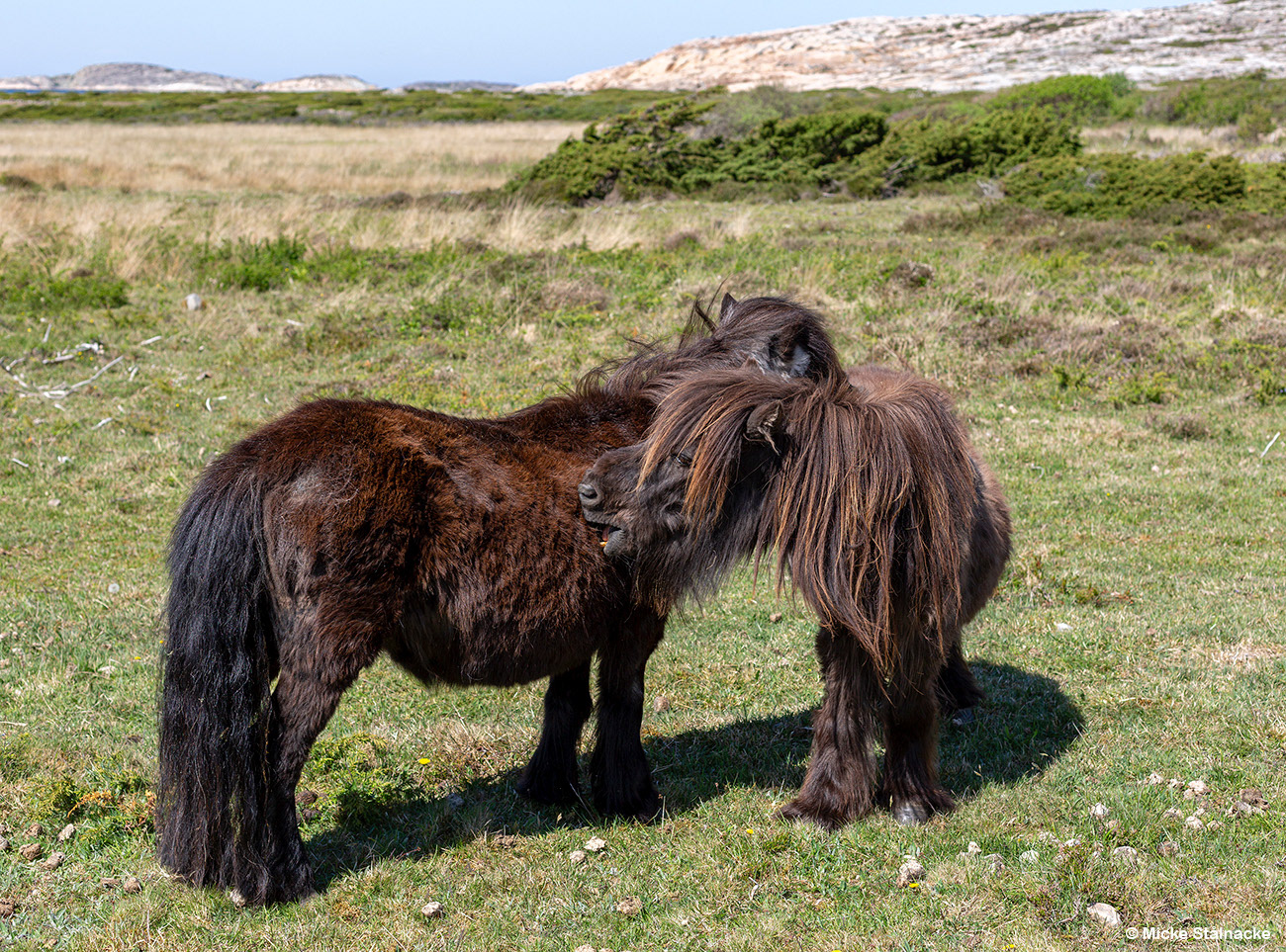 Tjurpannans naturreservat, Bohuslän.