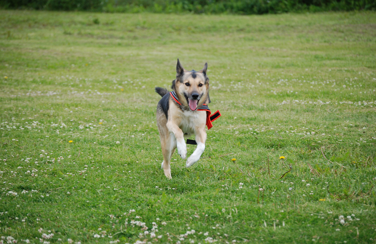 "Gudbarnet springer", sommaren 2008. Foto: Birgitta Isacsson.