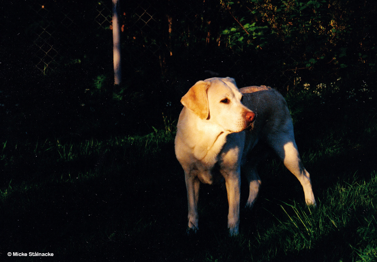 Ronja i kvällssol, sommaren 1999.