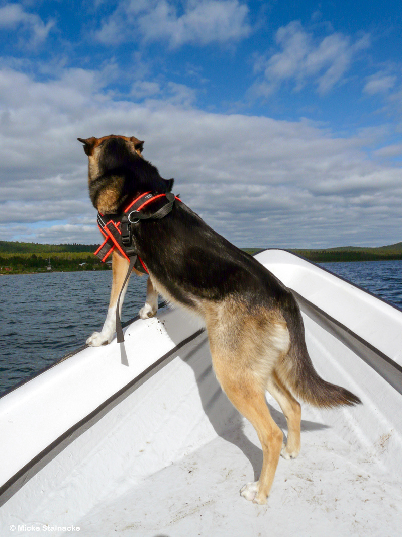 Galjonsfiguren på väg över Laukujärvi, sommaren 2008.