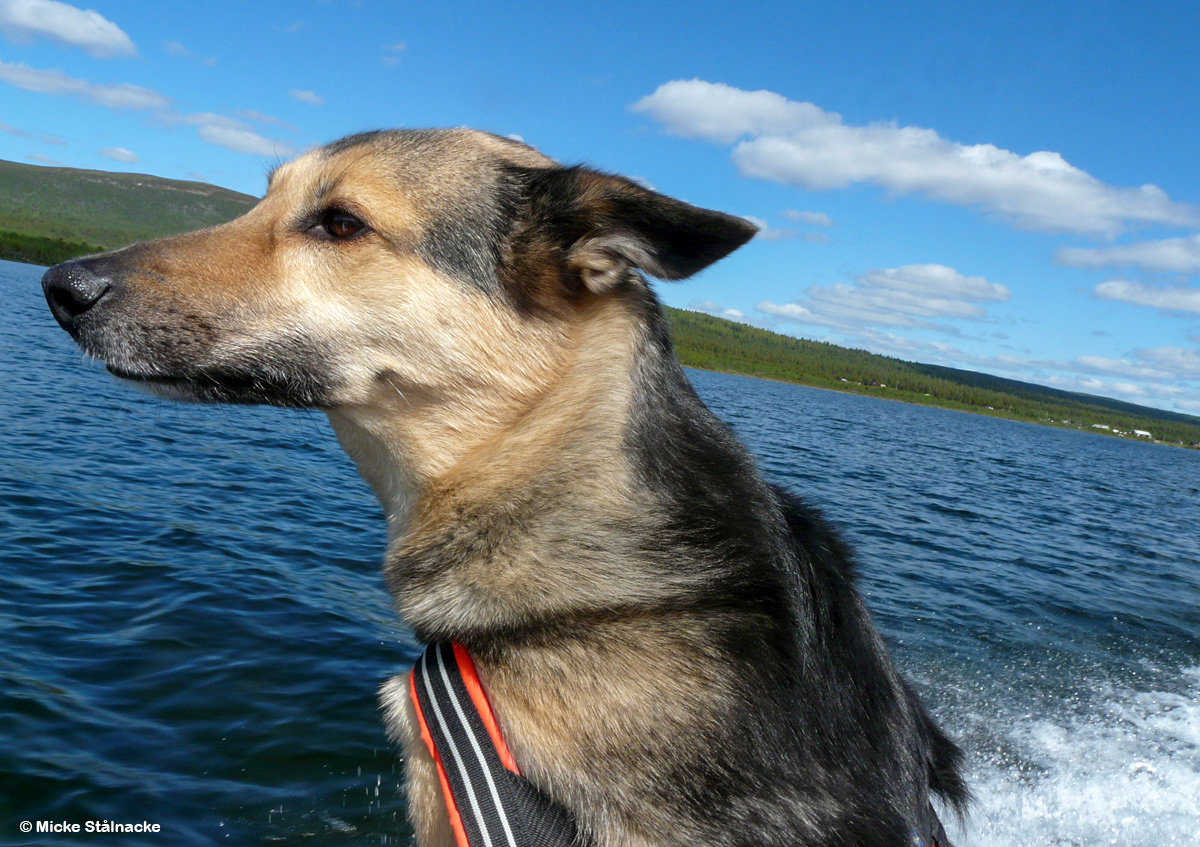 På väg över Laukujärvi, juni 2009.