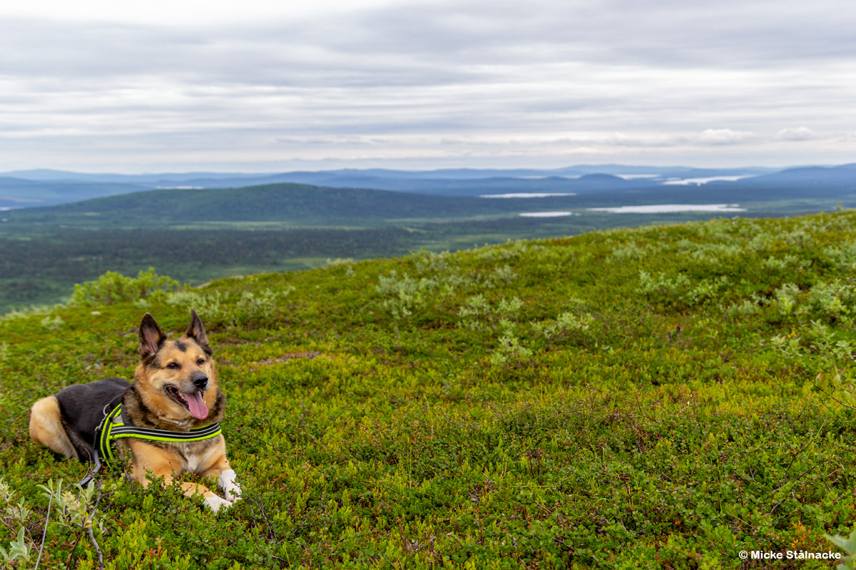 Efter en kämpig vandring upp på berget Luossavaara, juli 2013.