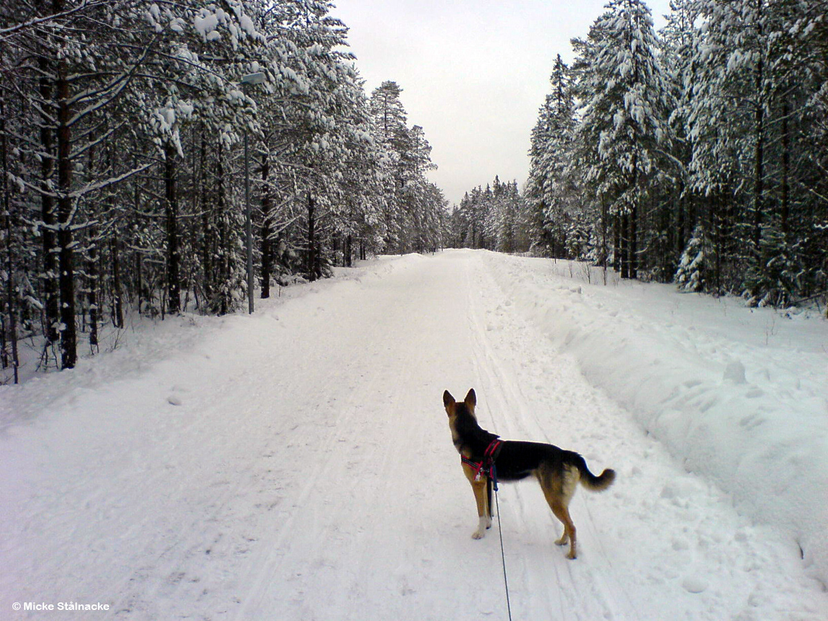Umeå, vintern 2008 (mobilbild).