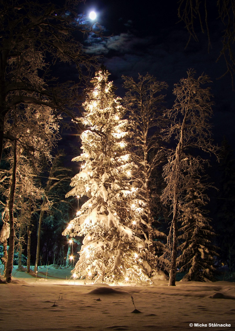 Julgranen vid gamla Bolagshotellet.