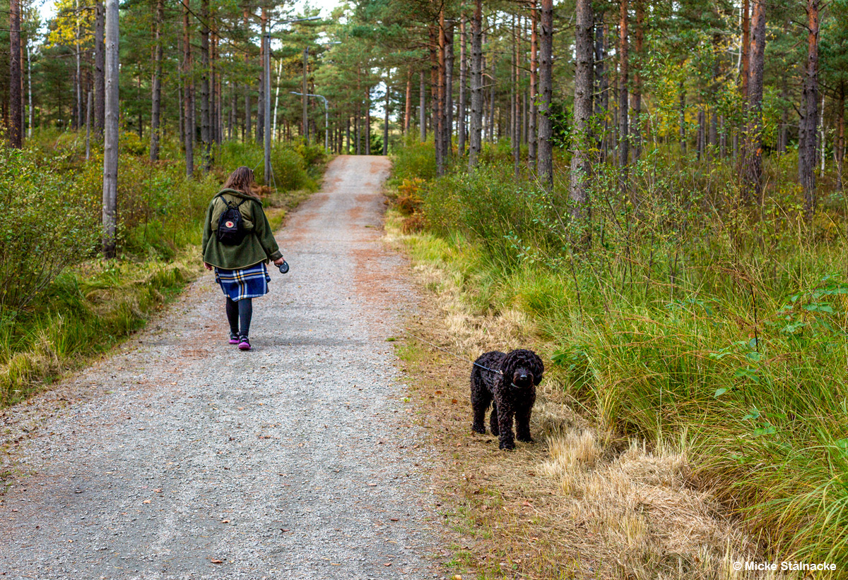 Fredagspromenad med Nala.