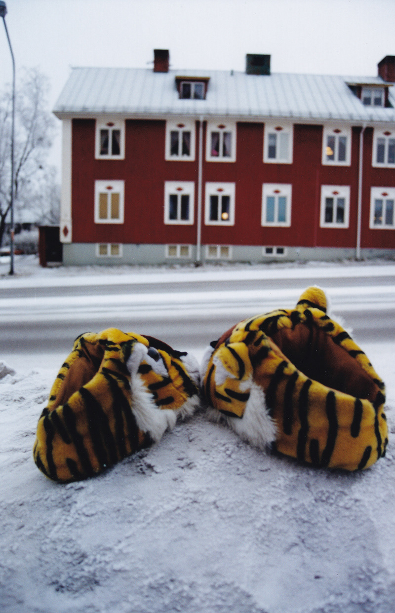 De kidnappade tigertofflorna längtar hem, hösten 2003. Foto: Birgitta Isacsson.