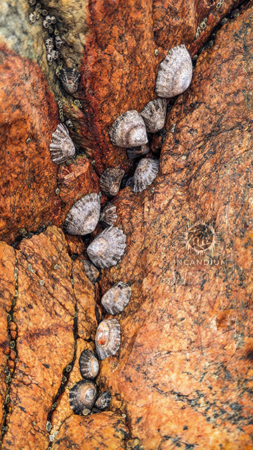 Seashell Details - Along the shores of Porto, seashells trace a quiet, spinal movement toward water, sheltering instead within the rock. The image reflects a balance between dependence and restraint—living close to what sustains you without allowing it to overwhelm. ($250)