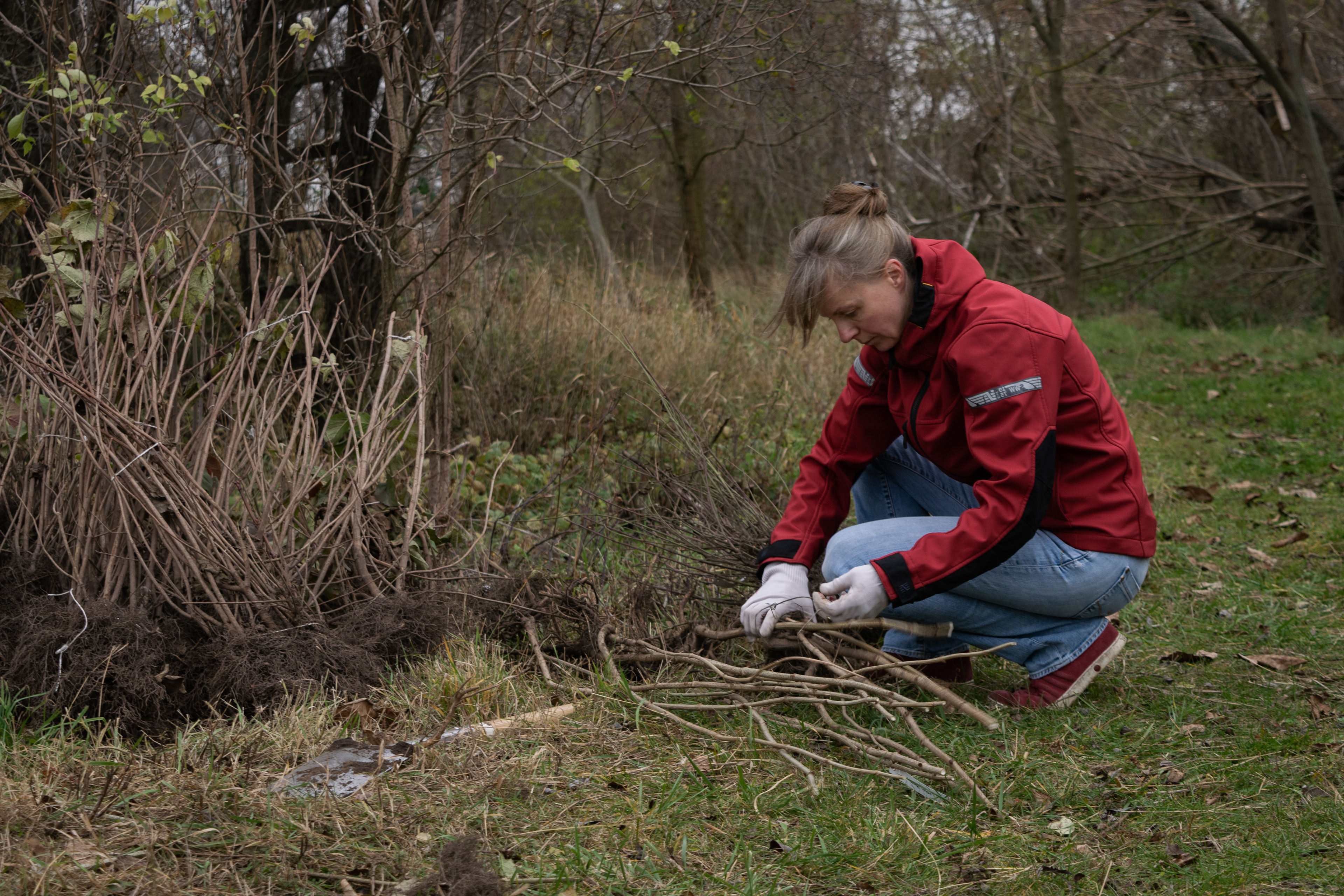 Saplings being prepared for planting