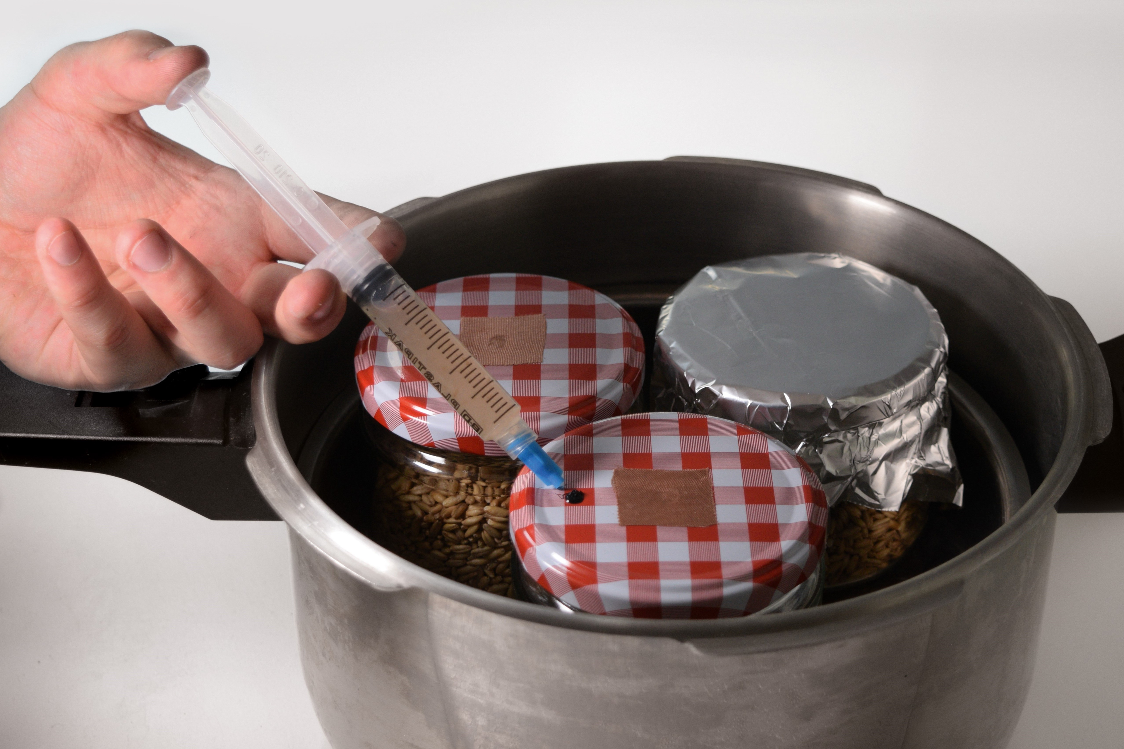 Grain spawn being inoculated with a mushroom