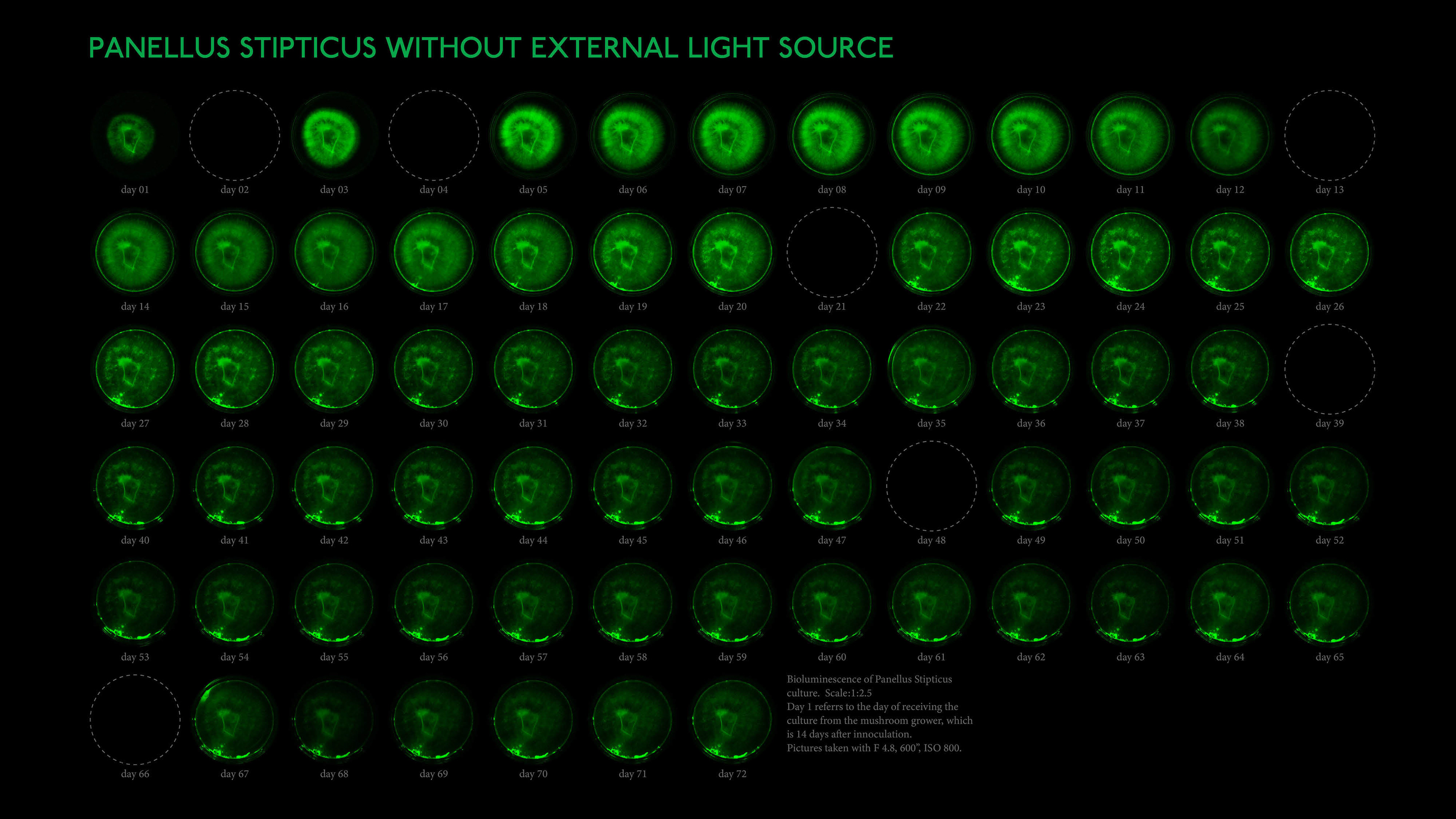 Panellus Stiticus without external light source