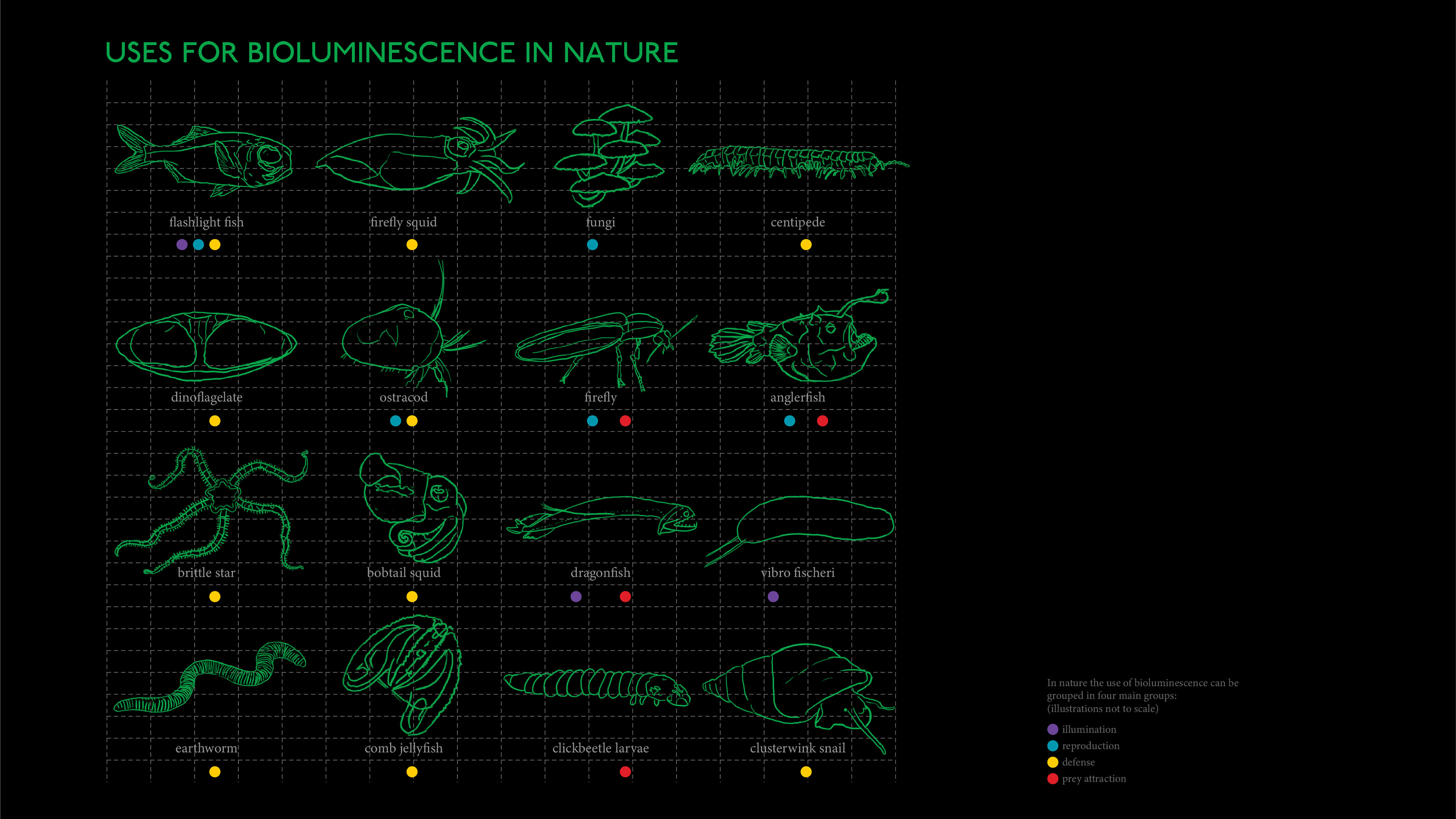 Uses for bioluminescence in nature