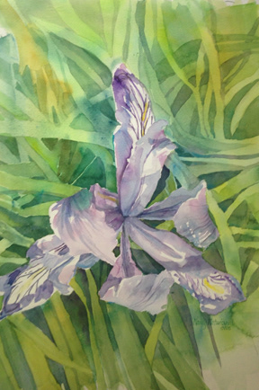 Iris