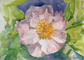 Peony