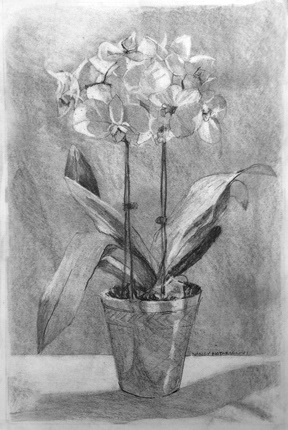 Orchid - graphite