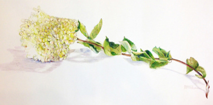 Dried Hydrangea - colored pencil