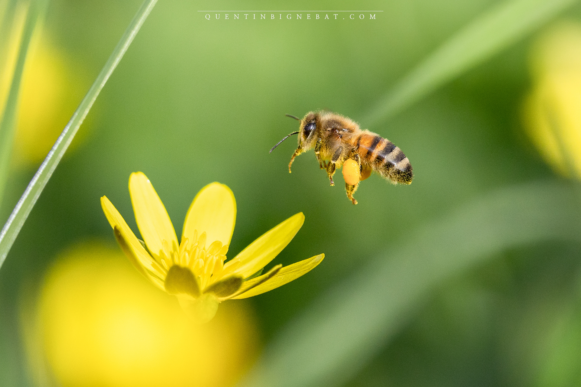 "Nectar" - Abeille européenne - Février 2024