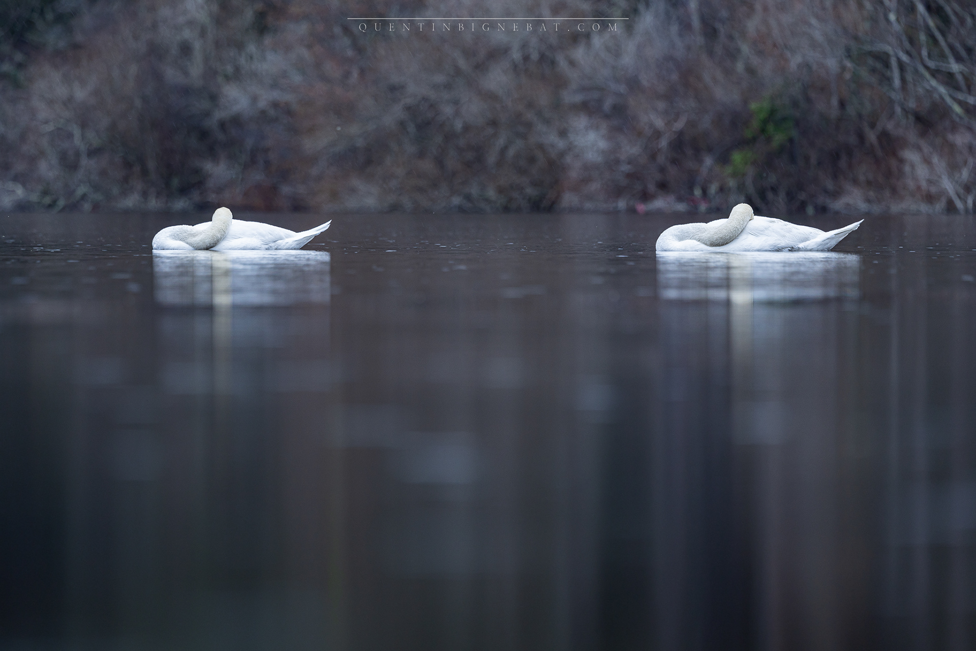 "Pairs" - Cygnes tuberculés - Mars 2024