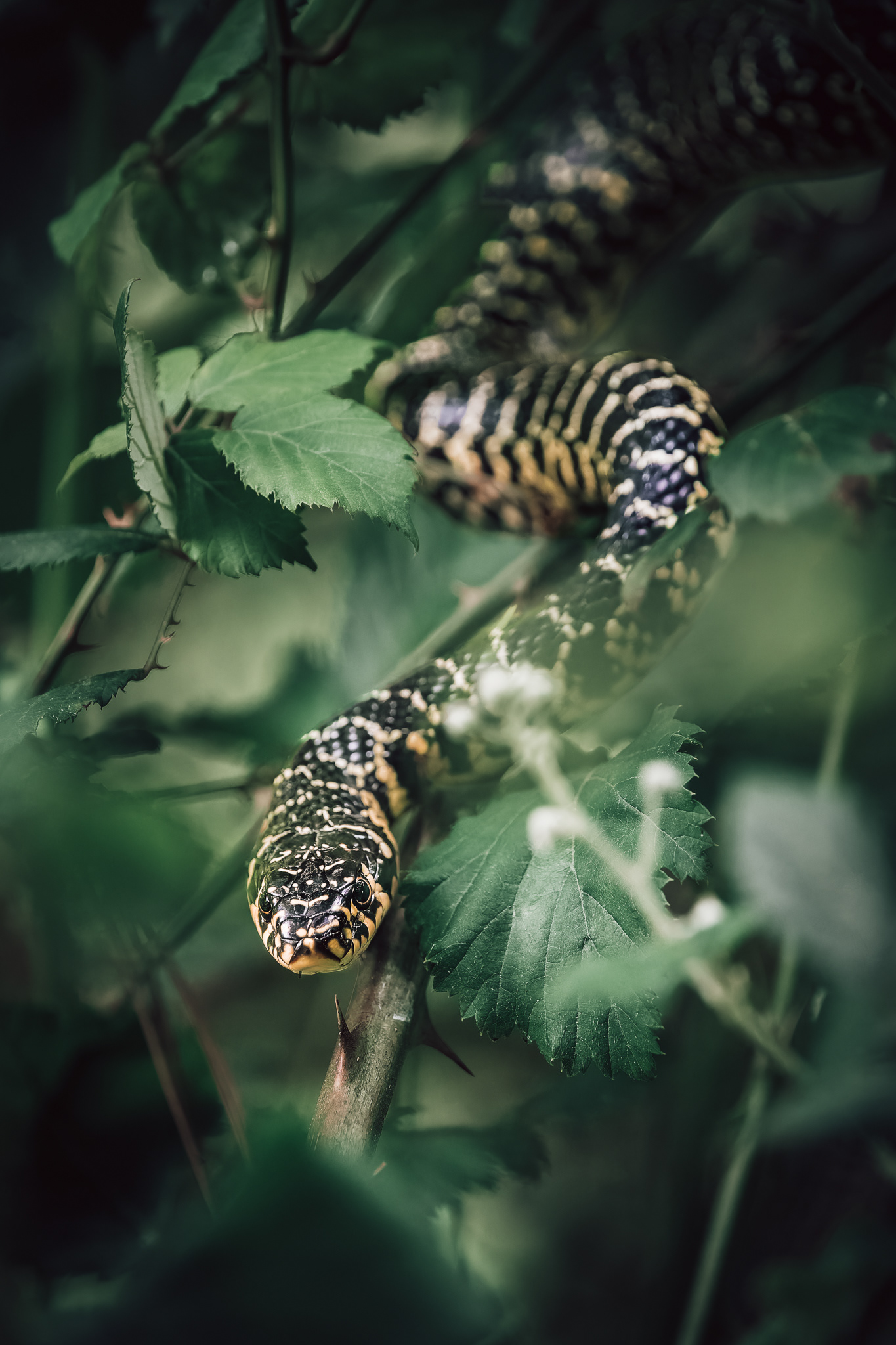 "Hierophis viridiflavus" - Couleuvre verte et jaune - Mai 2025