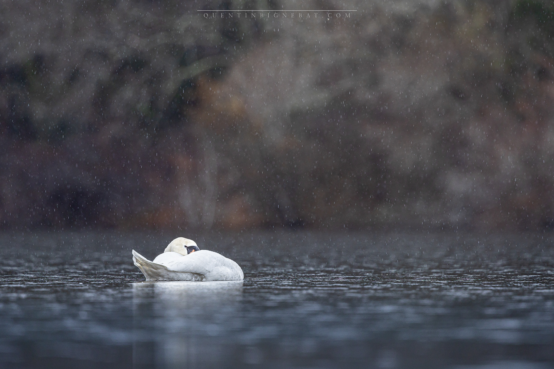 "Frais" - Cygne tuberculé - Mars 2024