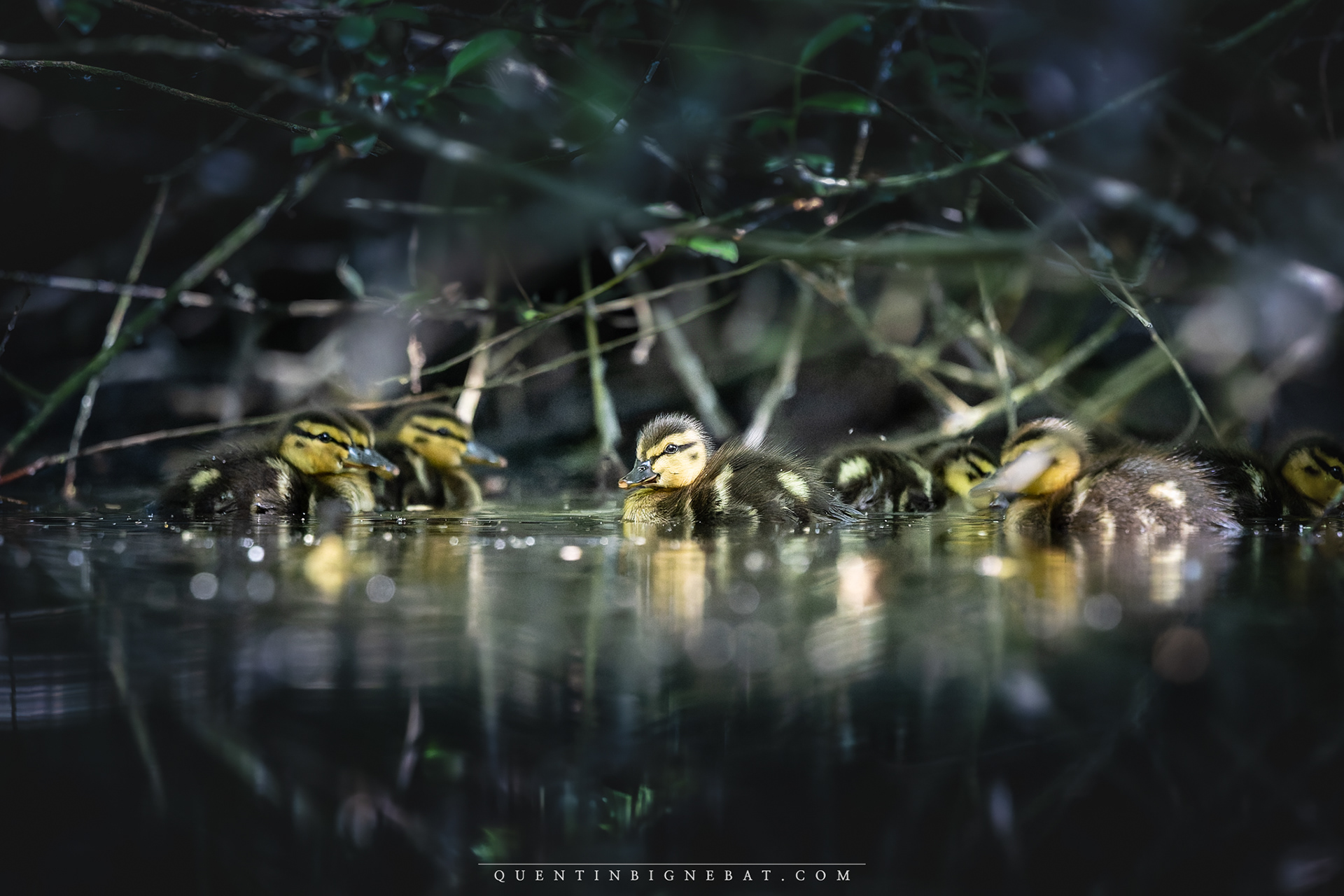 Colverts juvéniles - Juin 2025