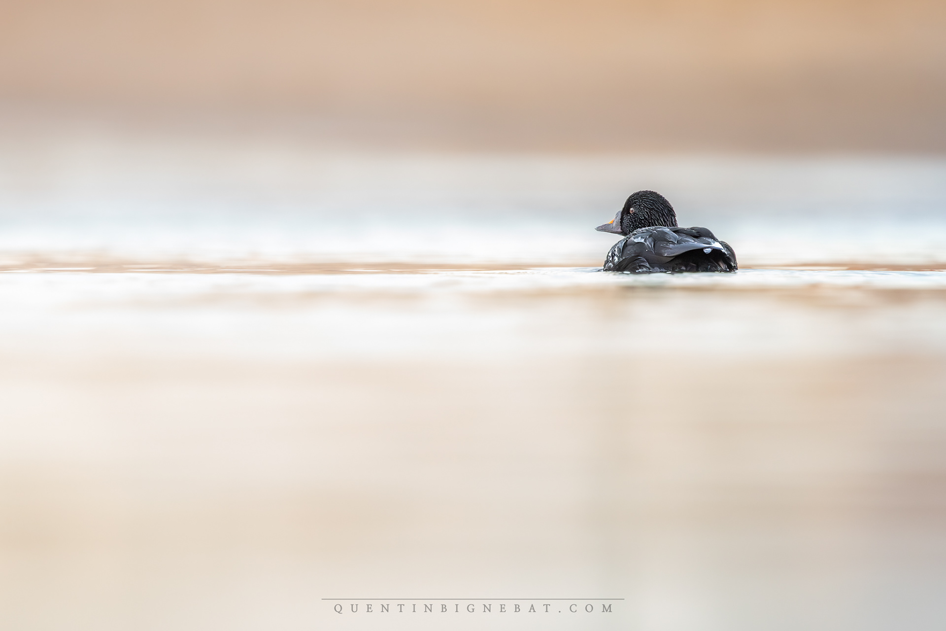 "Paisible" - Macreuse noire - Novembre 2024