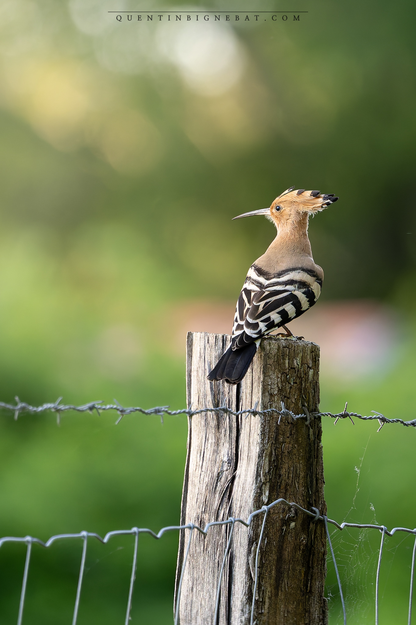 "Liberté" - Huppe fasciée - Avril 2025