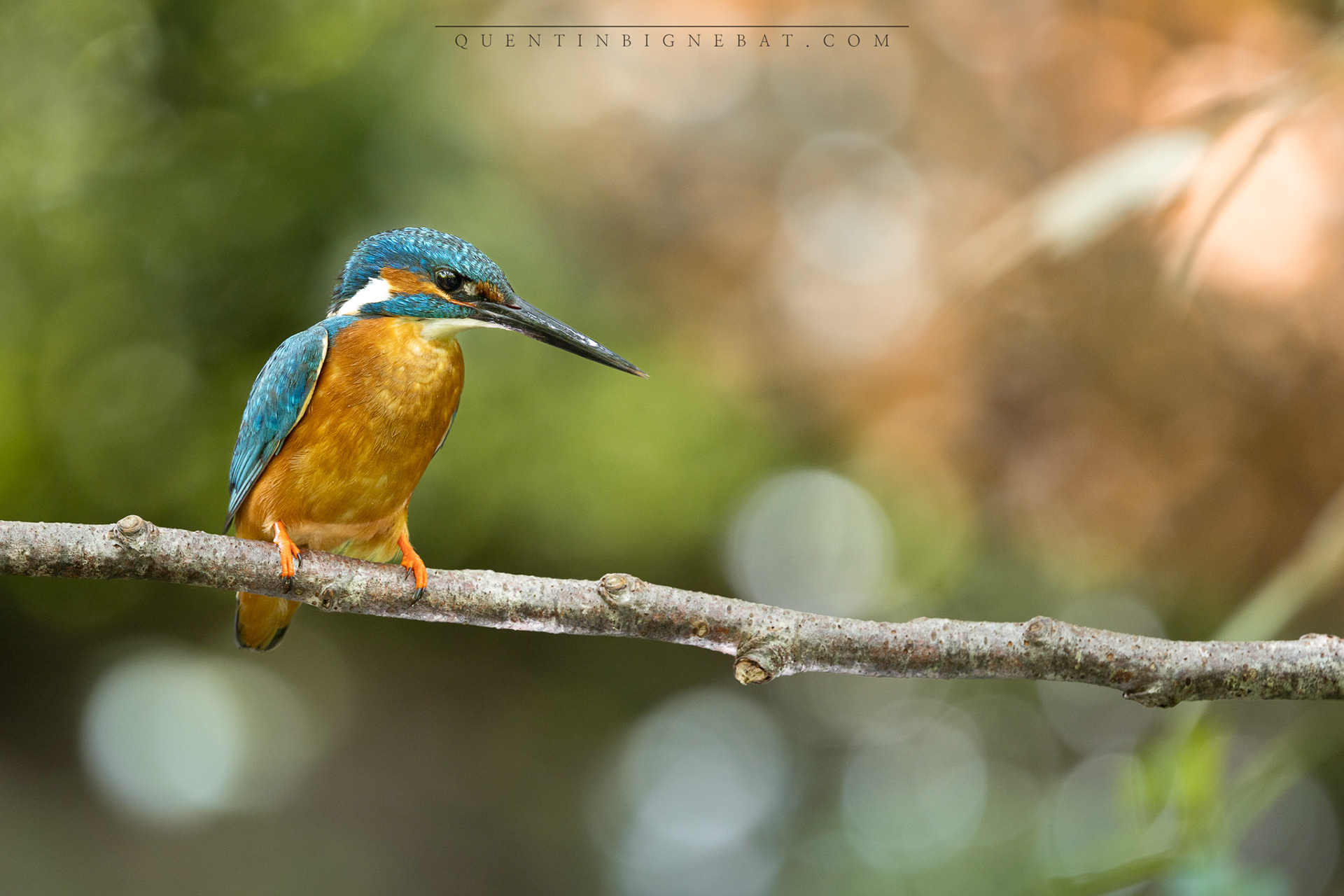 "Affût" - Martin-pêcheur d'Europe - Juin 2024