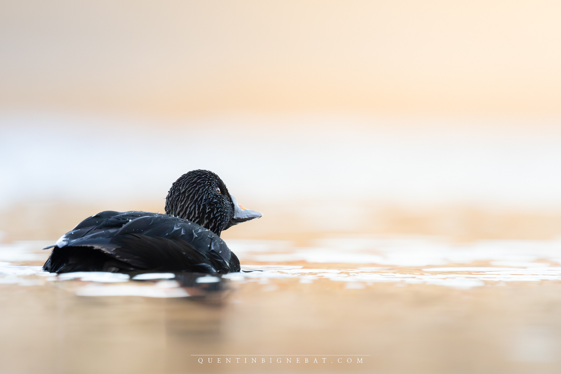 "Pure" - Macreuse noire - Novembre 2024