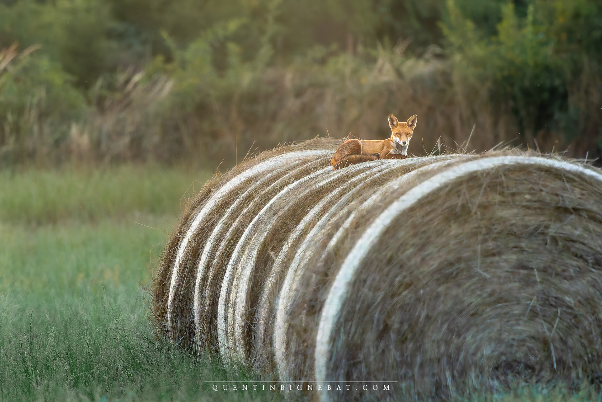 "Le réveil" - Renard roux - Août 2024