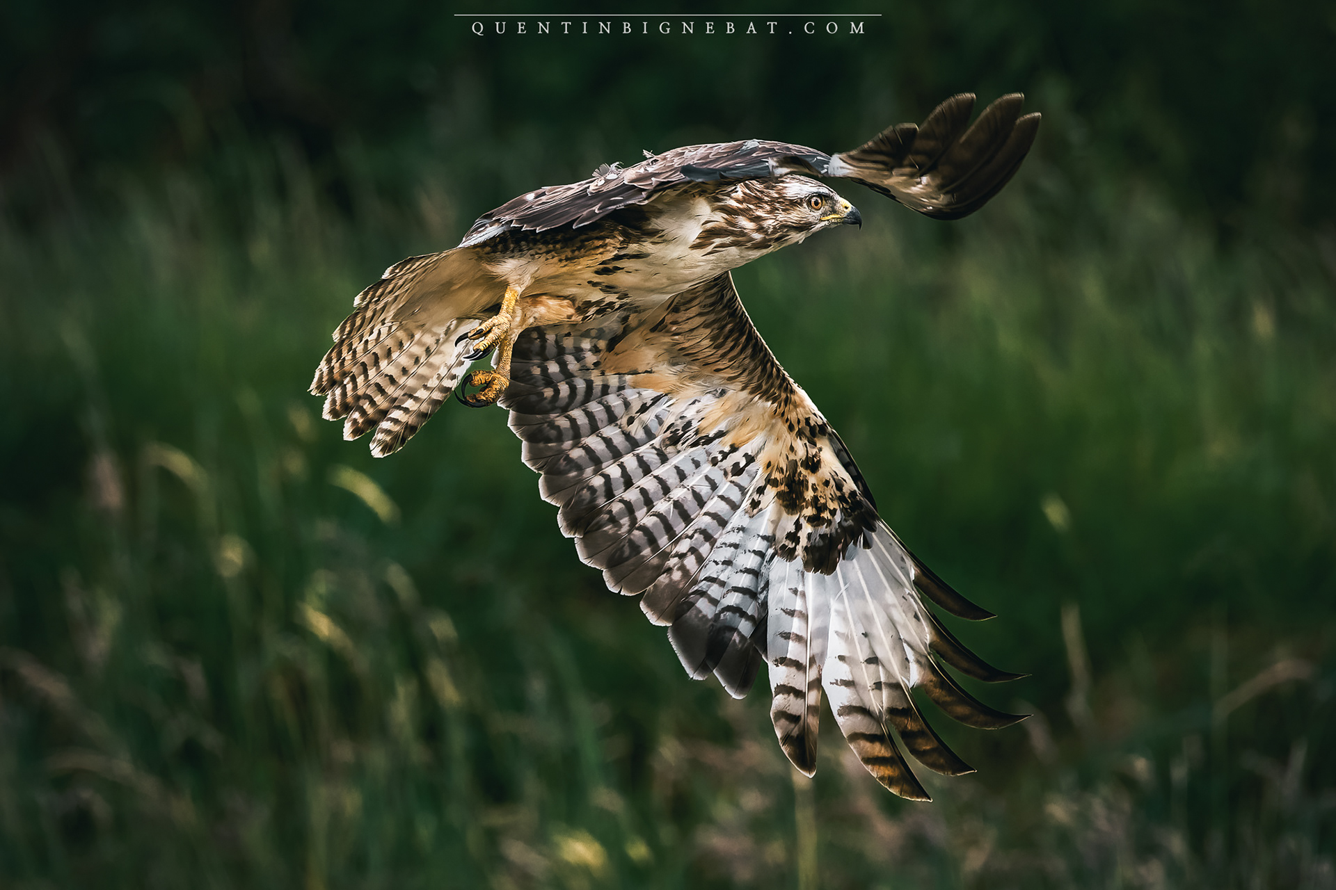 "Plumage" - Buse variable - Mai 2025